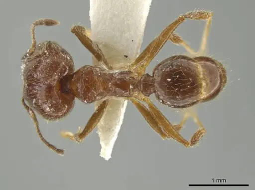 Pheidole laudatana specimen JTLC000016430 image jtlc000016430_1