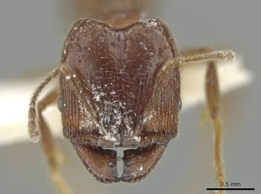 Pheidole laudatana specimen JTLC000016430 image jtlc000016430_2