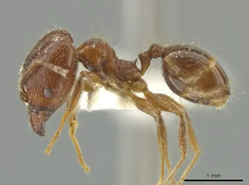 Pheidole laudatana specimen JTLC000016430 image jtlc000016430_3