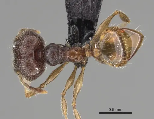 Pheidole lavasoa specimen CASENT0122898 image casent0122898_1