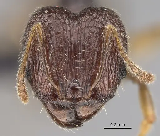 Pheidole lavasoa specimen CASENT0122898 image casent0122898_2