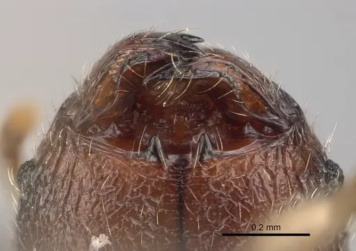 Pheidole lavasoa specimen CASENT0122898 image casent0122898_3