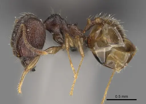 Pheidole lavasoa specimen CASENT0122898 image casent0122898_4
