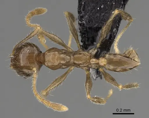 Pheidole lavasoa specimen CASENT0923282 image casent0923282_1