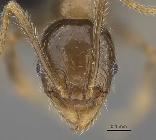 Pheidole lavasoa specimen CASENT0923282 image casent0923282_2