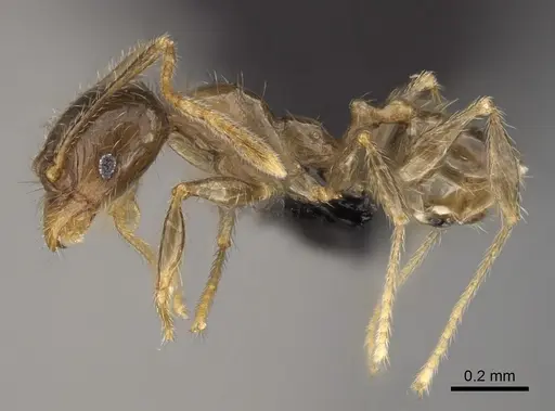 Pheidole lavasoa specimen CASENT0923282 image casent0923282_3