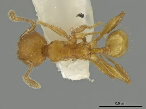 Pheidole lemnisca specimen CASENT0645815 image casent0645815_1