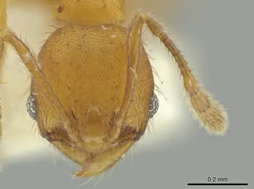 Pheidole lemnisca specimen CASENT0645815 image casent0645815_2