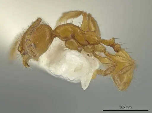 Pheidole lemnisca specimen CASENT0645815 image casent0645815_3