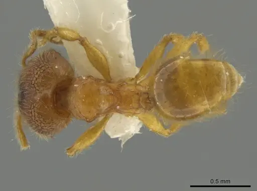 Pheidole lemnisca specimen JTLC000016431 image jtlc000016431_1