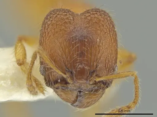 Pheidole lemnisca specimen JTLC000016431 image jtlc000016431_2