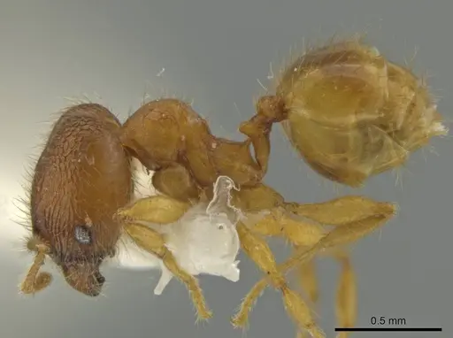 Pheidole lemnisca specimen JTLC000016431 image jtlc000016431_3