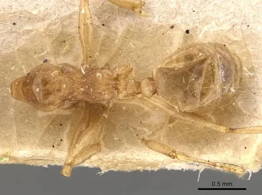 Pheidole lemur specimen CASENT0908222 image casent0908222_1