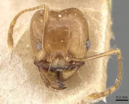 Pheidole lemur specimen CASENT0908222 image casent0908222_2