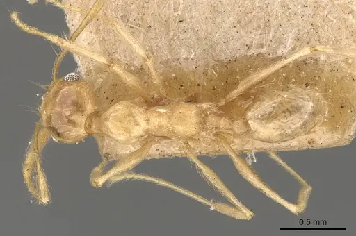 Pheidole lemur specimen CASENT0908223 image casent0908223_1