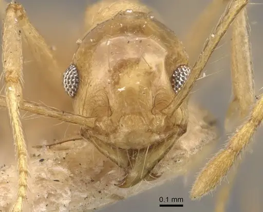 Pheidole lemur specimen CASENT0908223 image casent0908223_2