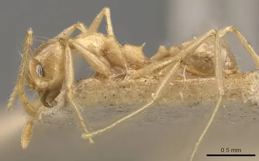 Pheidole lemur specimen CASENT0908223 image casent0908223_3