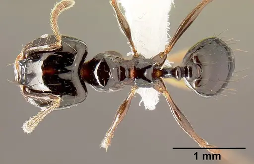 Pheidole leoncortesi specimen CASENT0609109 image casent0609109_1