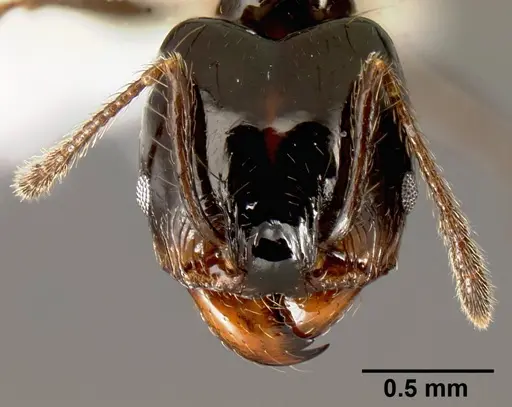 Pheidole leoncortesi specimen CASENT0609109 image casent0609109_2