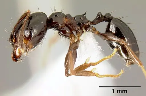 Pheidole leoncortesi specimen CASENT0609109 image casent0609109_3