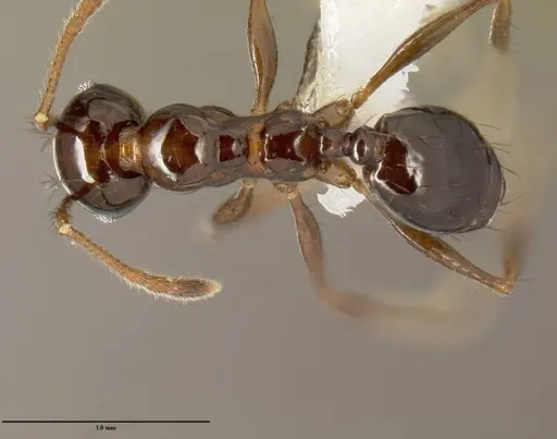 Pheidole leoncortesi specimen CASENT0609110 image casent0609110_1