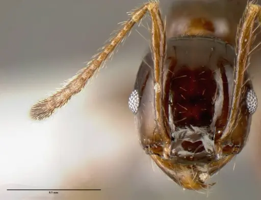 Pheidole leoncortesi specimen CASENT0609110 image casent0609110_2