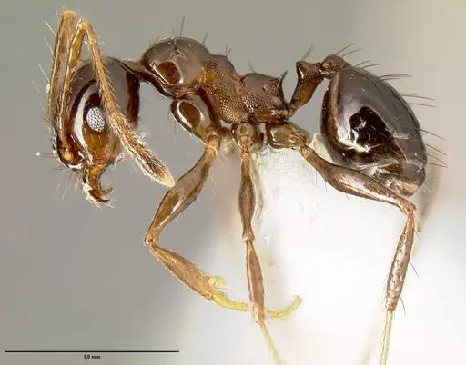 Pheidole leoncortesi specimen CASENT0609110 image casent0609110_3