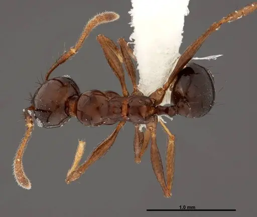 Pheidole leoncortesi specimen CASENT0609112 image casent0609112_1