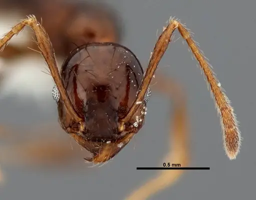 Pheidole leoncortesi specimen CASENT0609112 image casent0609112_2