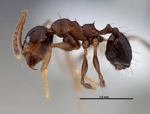 Pheidole leoncortesi specimen CASENT0609112 image casent0609112_3