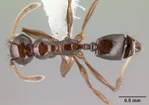 Pheidole leoncortesi specimen CASENT0609115 image casent0609115_1