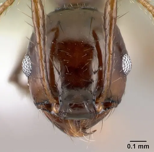 Pheidole leoncortesi specimen CASENT0609115 image casent0609115_2