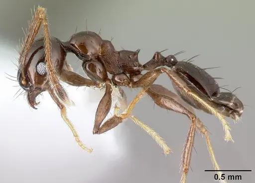 Pheidole leoncortesi specimen CASENT0609115 image casent0609115_3