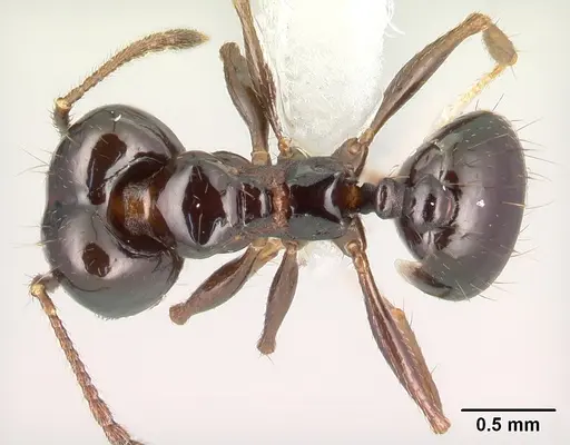 Pheidole leoncortesi specimen CASENT0609134 image casent0609134_1