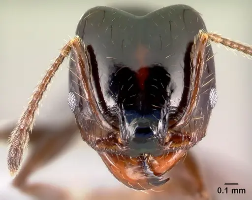Pheidole leoncortesi specimen CASENT0609134 image casent0609134_2
