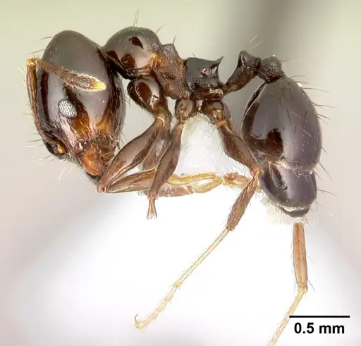 Pheidole leoncortesi specimen CASENT0609134 image casent0609134_3