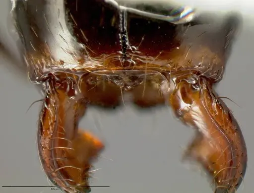 Pheidole leoncortesi specimen CASENT0609140 image casent0609140_1