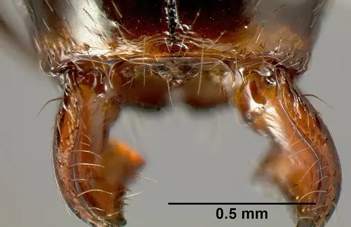 Pheidole leoncortesi specimen CASENT0609140 image casent0609140_2