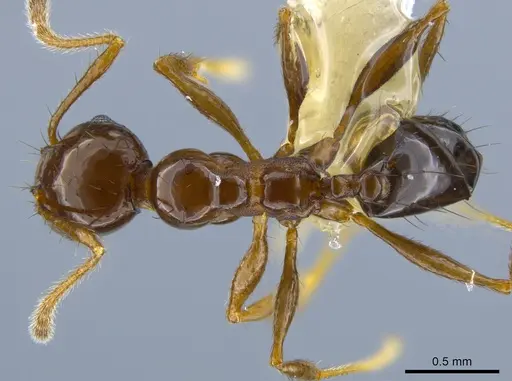 Pheidole leoncortesi specimen CASENT0609523 image casent0609523_1