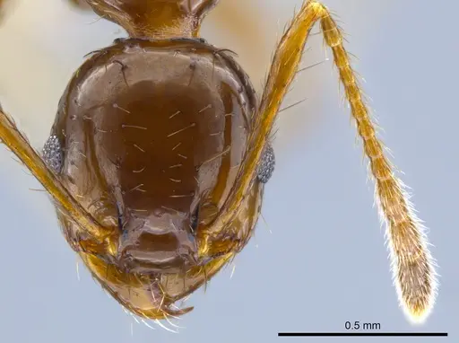 Pheidole leoncortesi specimen CASENT0609523 image casent0609523_2