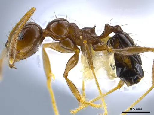 Pheidole leoncortesi specimen CASENT0609523 image casent0609523_3