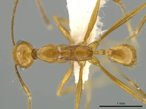 Pheidole leonina specimen CASENT0645816 image casent0645816_1