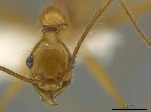Pheidole leonina specimen CASENT0645816 image casent0645816_2