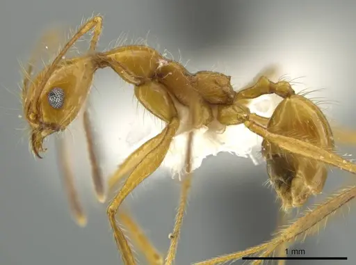 Pheidole leonina specimen CASENT0645816 image casent0645816_3