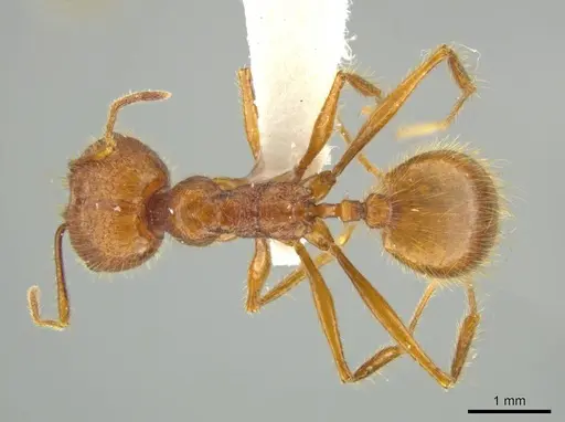 Pheidole leonina specimen JTLC000016432 image jtlc000016432_1