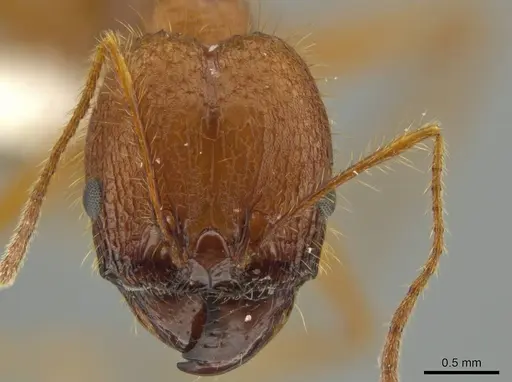 Pheidole leonina specimen JTLC000016432 image jtlc000016432_2