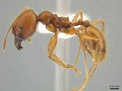 Pheidole leonina specimen JTLC000016432 image jtlc000016432_3