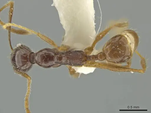 Pheidole leptina specimen CASENT0645817 image casent0645817_1