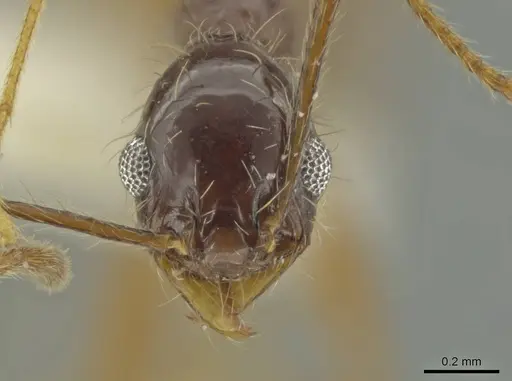 Pheidole leptina specimen CASENT0645817 image casent0645817_2