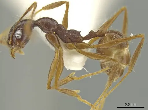 Pheidole leptina specimen CASENT0645817 image casent0645817_3